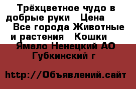 Трёхцветное чудо в добрые руки › Цена ­ 100 - Все города Животные и растения » Кошки   . Ямало-Ненецкий АО,Губкинский г.